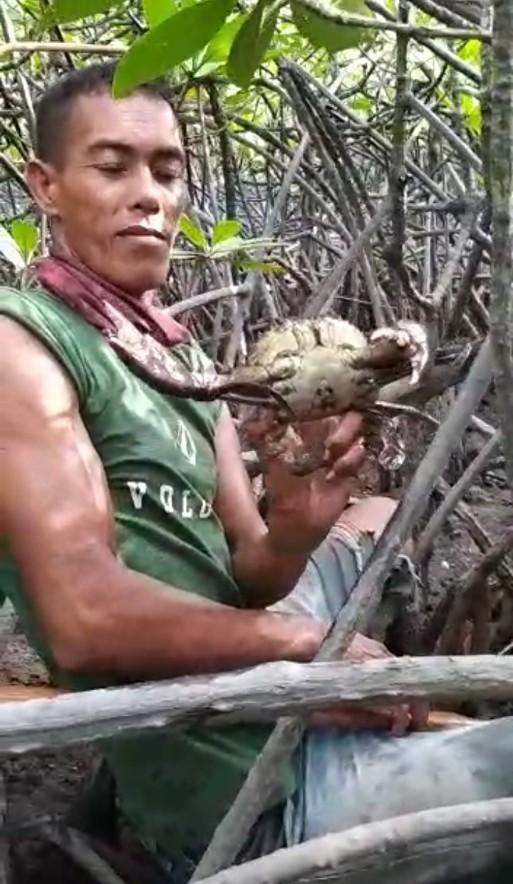 Kisah dari Hutan Mangrove